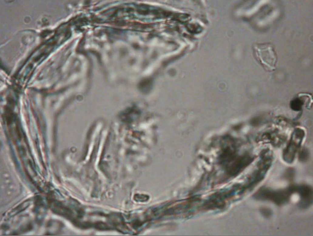 Cryo gallery frame 1